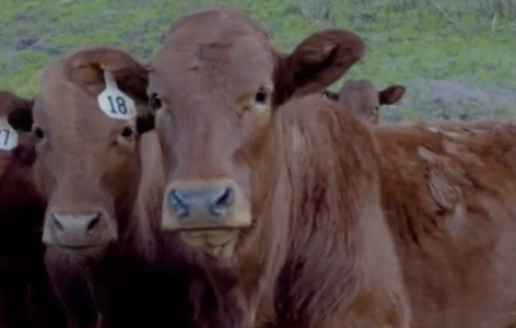 How Do You Select For A Breeding Program?