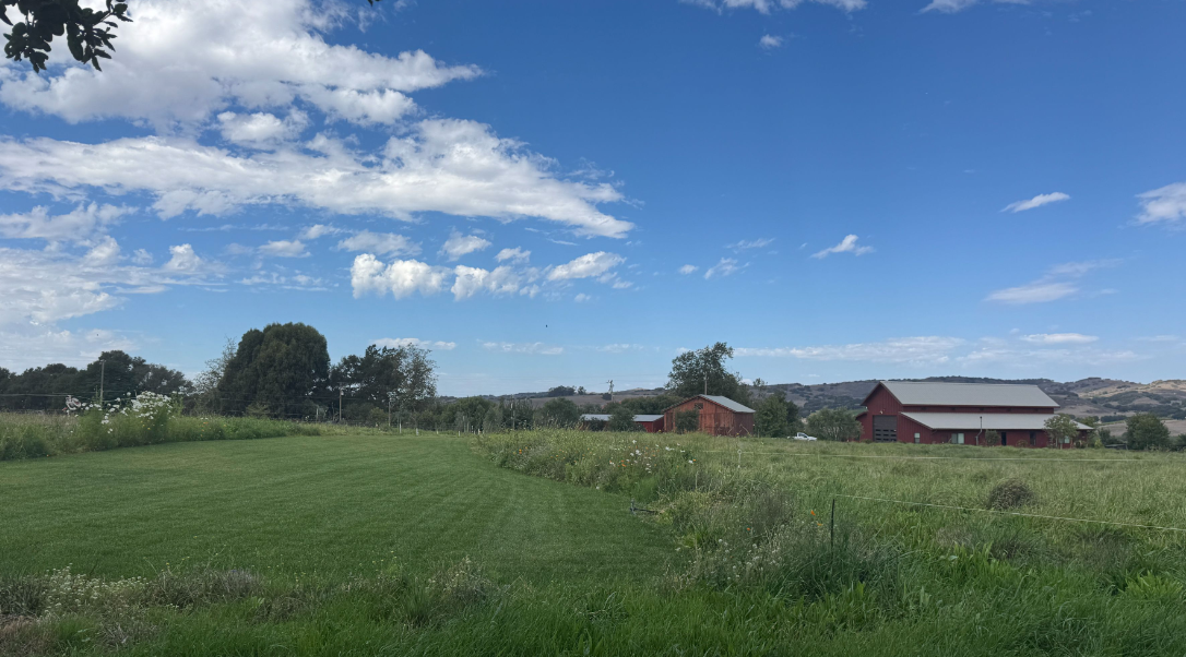 October Rain. Irrigated Pastured. Delicious Beef.