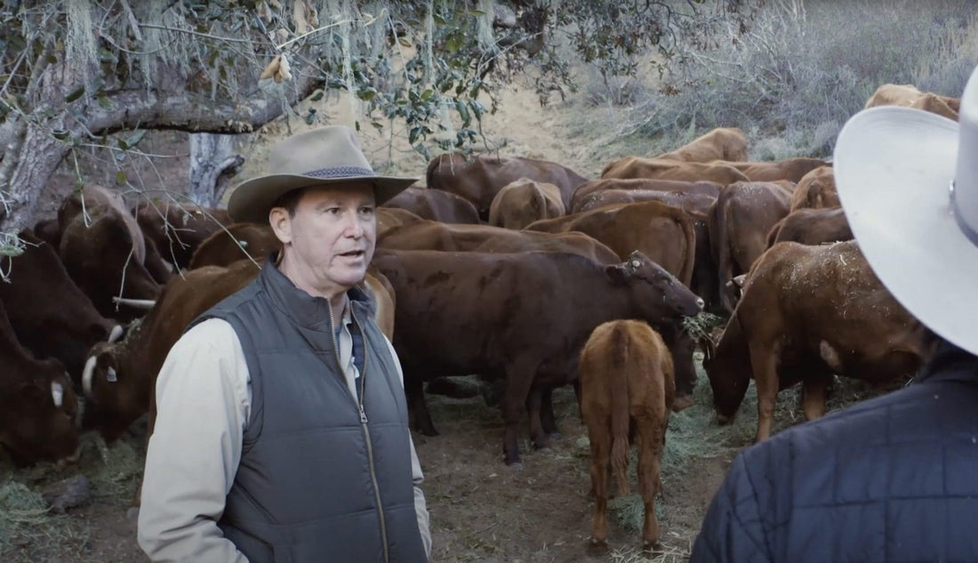 Introducing The Bonsmara Breed